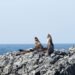 Lobos marinos descansando en costa rocosa del Pacífico Sur chileno.