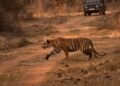 Tigre de Bengala en su hábitat natural en los bosques de India