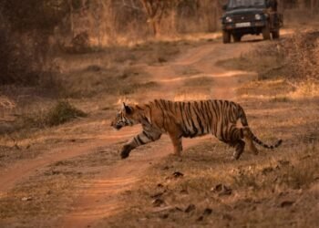 Tigre de Bengala en su hábitat natural en los bosques de India