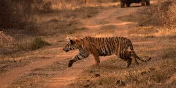 Tigre de Bengala en su hábitat natural en los bosques de India