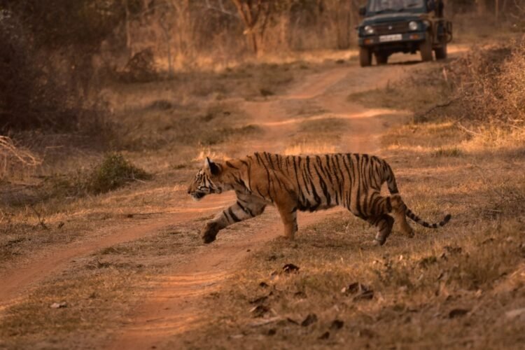 Tigre de Bengala en su hábitat natural en los bosques de India