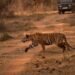 Tigre de Bengala en su hábitat natural en los bosques de India
