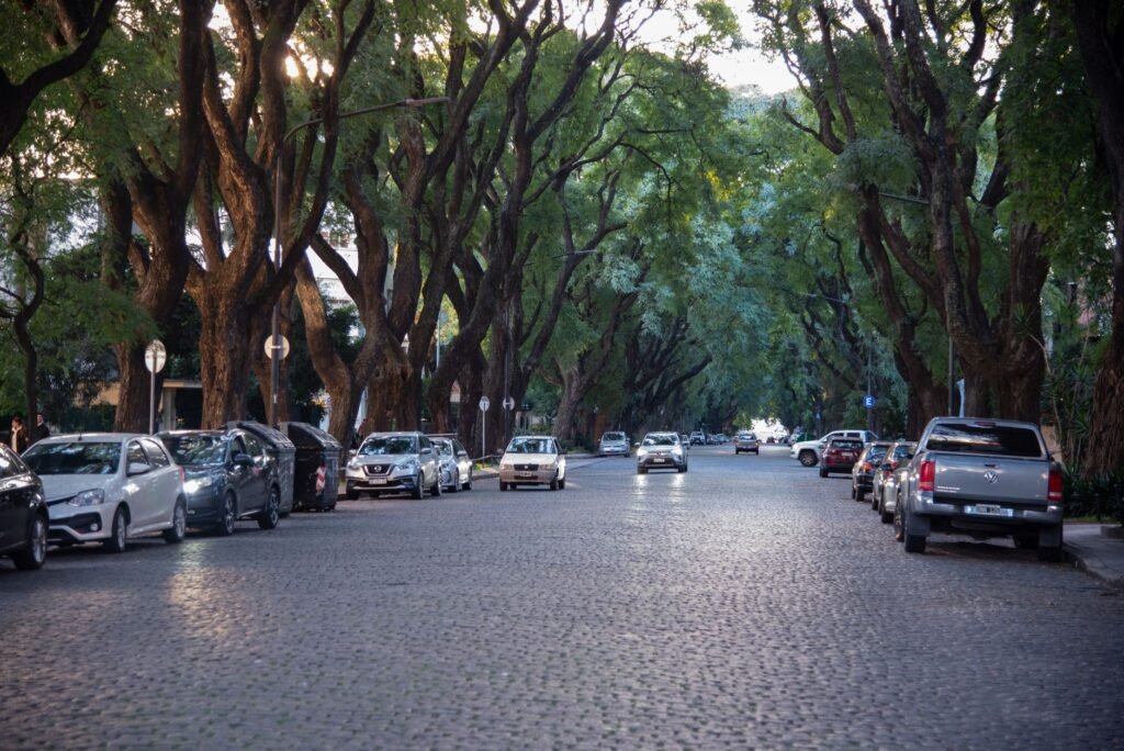 Avenida arbolada en Buenos Aires con ejemplares de gran porte.