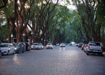 Avenida arbolada en Buenos Aires con ejemplares de gran porte.