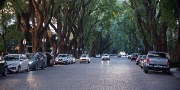 Avenida arbolada en Buenos Aires con ejemplares de gran porte.