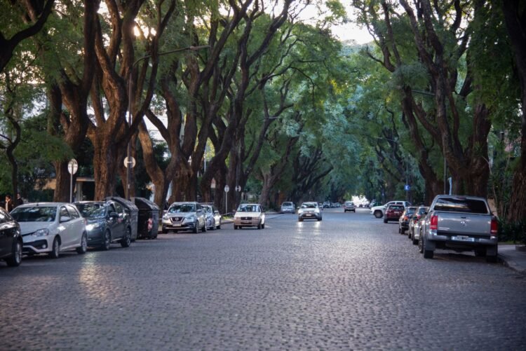 Avenida arbolada en Buenos Aires con ejemplares de gran porte.
