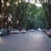 Avenida arbolada en Buenos Aires con ejemplares de gran porte.