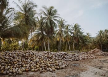 Fibra de coco natural, material poroso usado en filtros contra microplásticos inventados por estudiantes.