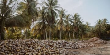 Fibra de coco natural, material poroso usado en filtros contra microplásticos inventados por estudiantes.