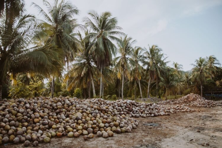 Fibra de coco natural, material poroso usado en filtros contra microplásticos inventados por estudiantes.