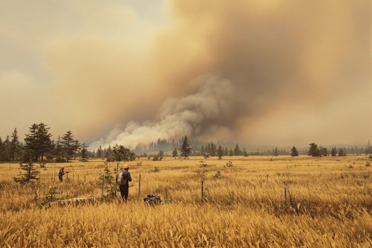 Humo denso sobre bosque de coníferas durante incendio forestal en el oeste de Estados Unidos.