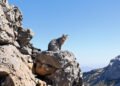 Gato andino en su hábitat natural de alta montaña en los Andes de Argentina y Chile.