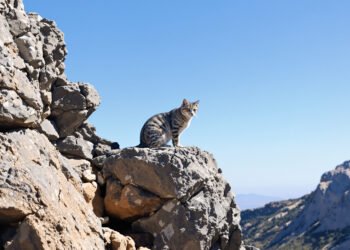 Gato andino en su hábitat natural de alta montaña en los Andes de Argentina y Chile.