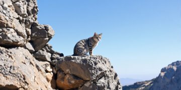 Gato andino en su hábitat natural de alta montaña en los Andes de Argentina y Chile.