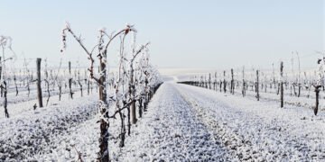 Viñedos cubiertos de escarcha después de heladas tardías en región vitivinícola de Cuyo.