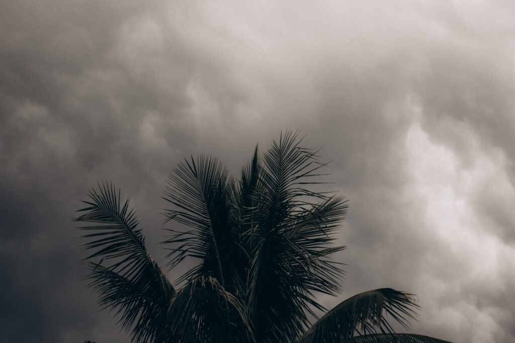 Palmeras azotadas por fuertes vientos durante una tormenta tropical en el Pacífico.