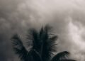 Palmeras azotadas por fuertes vientos durante una tormenta tropical en el Pacífico.