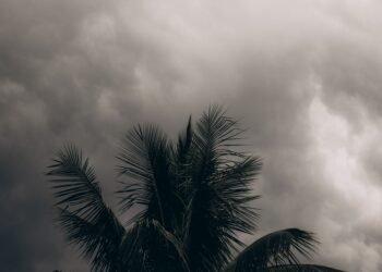 Palmeras azotadas por fuertes vientos durante una tormenta tropical en el Pacífico.