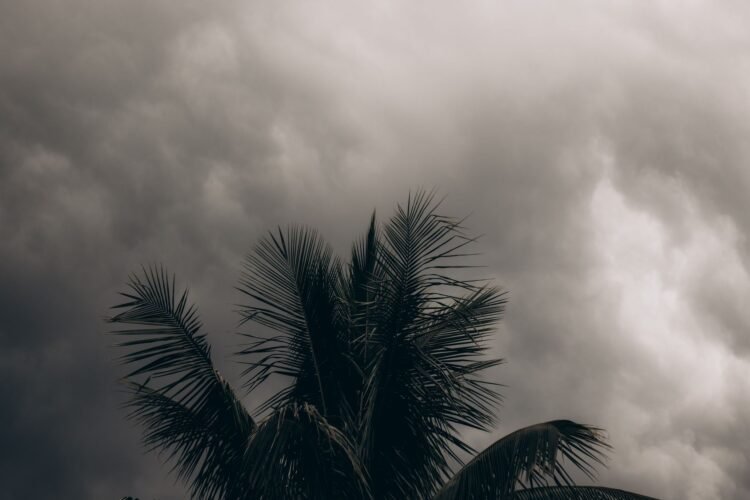 Palmeras azotadas por fuertes vientos durante una tormenta tropical en el Pacífico.