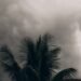 Palmeras azotadas por fuertes vientos durante una tormenta tropical en el Pacífico.
