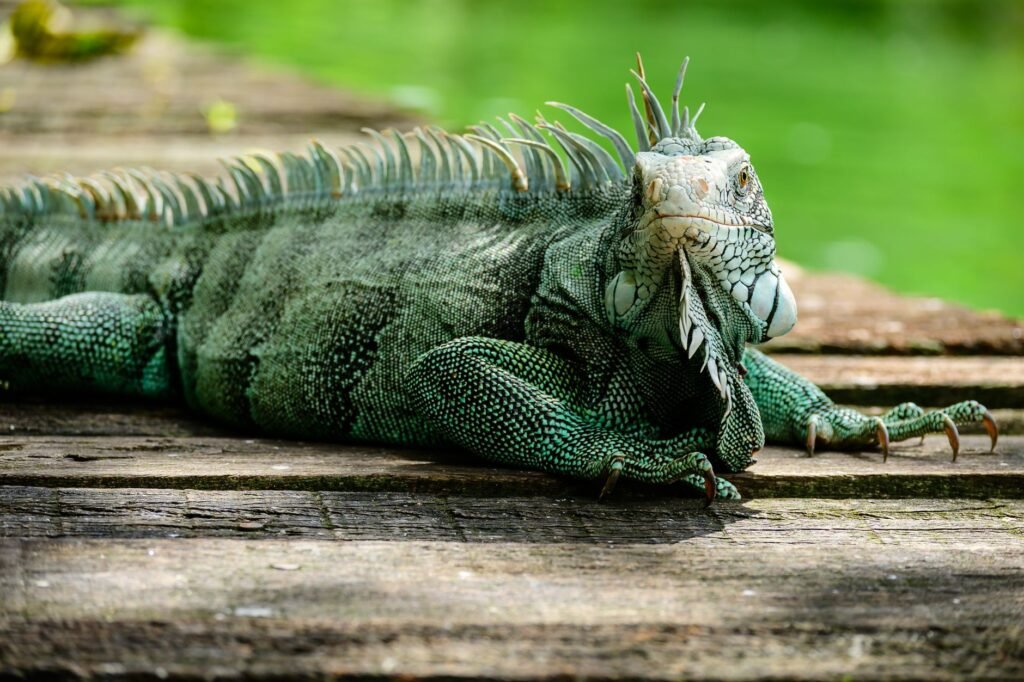 Iguana verde en paisaje tropical del Caribe, especie invasora que afecta ecosistemas insulares.