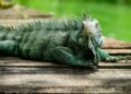Iguana verde en paisaje tropical del Caribe, especie invasora que afecta ecosistemas insulares.