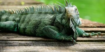 Iguana verde en paisaje tropical del Caribe, especie invasora que afecta ecosistemas insulares.
