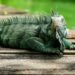 Iguana verde en paisaje tropical del Caribe, especie invasora que afecta ecosistemas insulares.