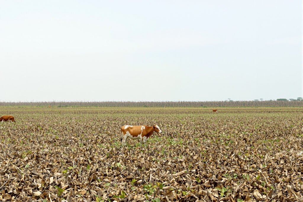 Ganado pastando en tierras deforestadas de la Amazonía colombiana, donde el bosque fue reemplazado por potreros.