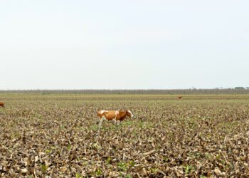 Ganado pastando en tierras deforestadas de la Amazonía colombiana, donde el bosque fue reemplazado por potreros.