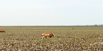 Ganado pastando en tierras deforestadas de la Amazonía colombiana, donde el bosque fue reemplazado por potreros.