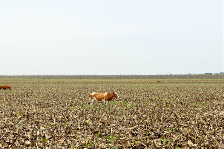 Ganado pastando en tierras deforestadas de la Amazonía colombiana, donde el bosque fue reemplazado por potreros.