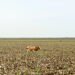 Ganado pastando en tierras deforestadas de la Amazonía colombiana, donde el bosque fue reemplazado por potreros.