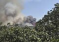 Orangután de Borneo en paisaje forestal afectado por incendios en Indonesia