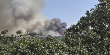Orangután de Borneo en paisaje forestal afectado por incendios en Indonesia