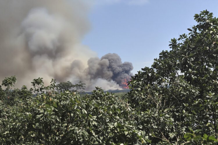 Orangután de Borneo en paisaje forestal afectado por incendios en Indonesia