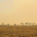 Humo denso de incendios forestales cubre el paisaje en Indonesia