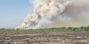 Humo denso sobre turberas incendiadas en Indonesia, donde los fuegos arden bajo tierra durante meses.