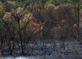 Bruma densa cubre una ciudad del sudeste asiático por incendios forestales en Indonesia.