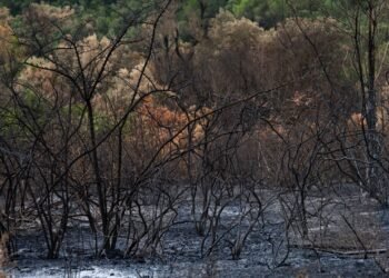 Bruma densa cubre una ciudad del sudeste asiático por incendios forestales en Indonesia.