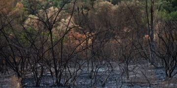 Bruma densa cubre una ciudad del sudeste asiático por incendios forestales en Indonesia.
