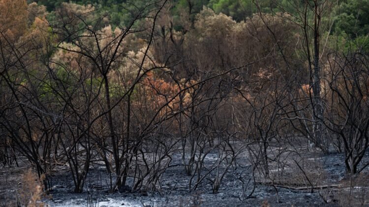 Bruma densa cubre una ciudad del sudeste asiático por incendios forestales en Indonesia.
