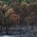 Bruma densa cubre una ciudad del sudeste asiático por incendios forestales en Indonesia.