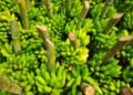 Plantación de banano en la costa ecuatoriana bajo cielo nublado que anticipa lluvias intensas.