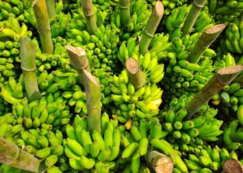 Plantación de banano en la costa ecuatoriana bajo cielo nublado que anticipa lluvias intensas.