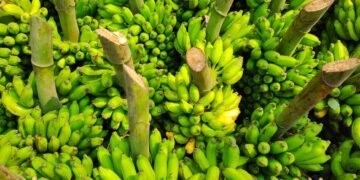 Plantación de banano en la costa ecuatoriana bajo cielo nublado que anticipa lluvias intensas.