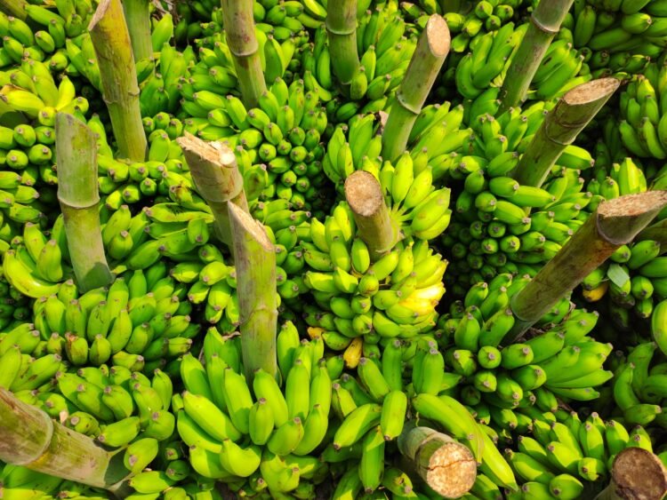 Plantación de banano en la costa ecuatoriana bajo cielo nublado que anticipa lluvias intensas.
