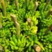 Plantación de banano en la costa ecuatoriana bajo cielo nublado que anticipa lluvias intensas.