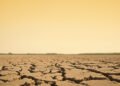 Campo de soja afectado por sequía con suelo agrietado, contexto del desarrollo del INTA para variedades tolerantes.