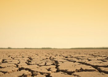 Campo de soja afectado por sequía con suelo agrietado, contexto del desarrollo del INTA para variedades tolerantes.